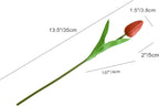 Red tulip flower with measurements on a white background