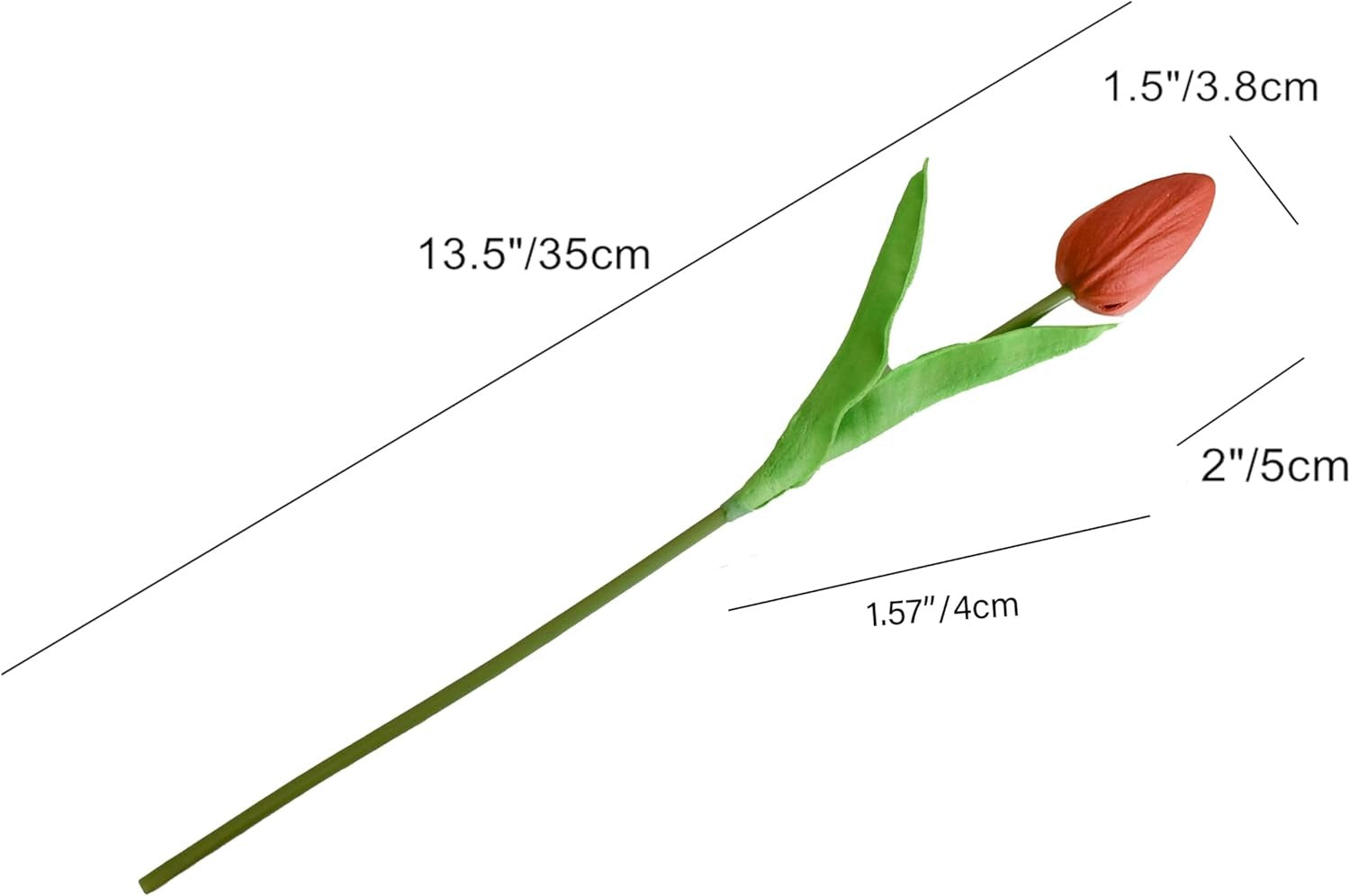 Red tulip flower with measurements on a white background