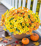 Potted plant with yellow and orange flowers on a wooden deck with pumpkins and pinecones.