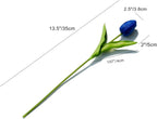 Blue tulip flower with measurements on a white background