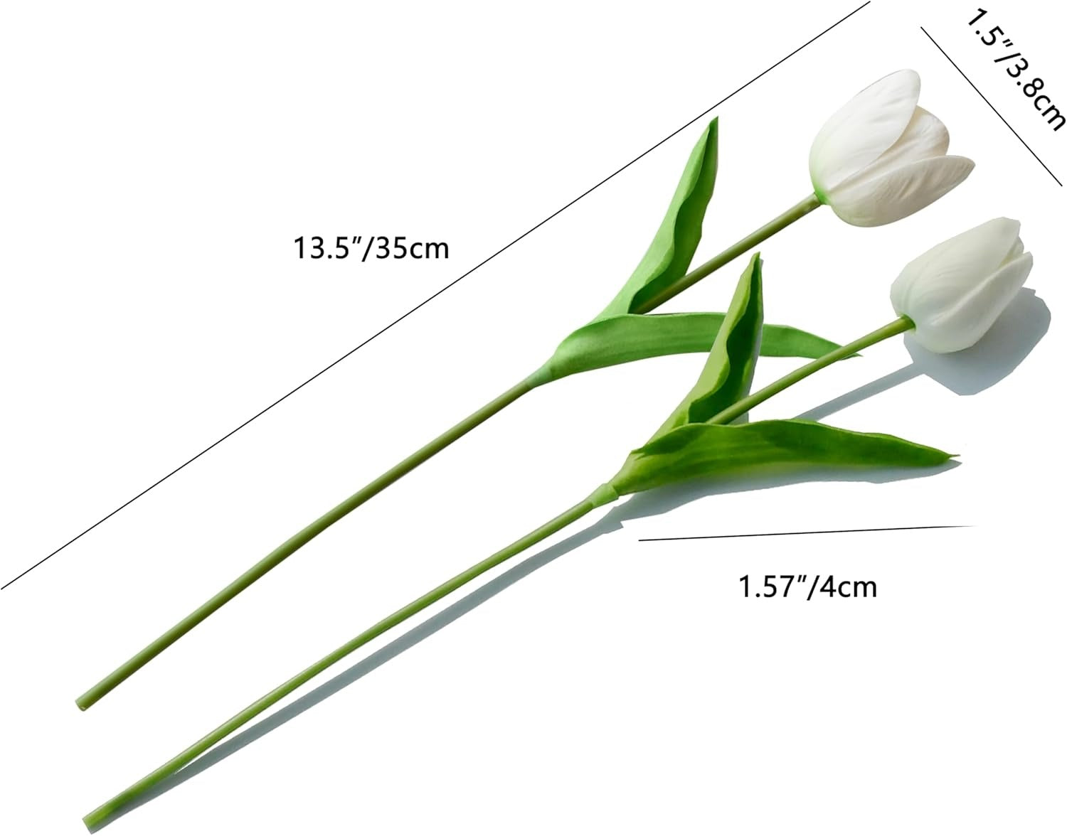 White tulip flower with green leaves and measurement labels on a white background