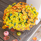 Potted plant with yellow and orange flowers on a wooden surface