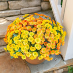 Potted plant with yellow and orange flowers on a stone surface