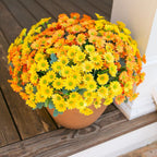 Potted plant with yellow and orange flowers on a wooden surface