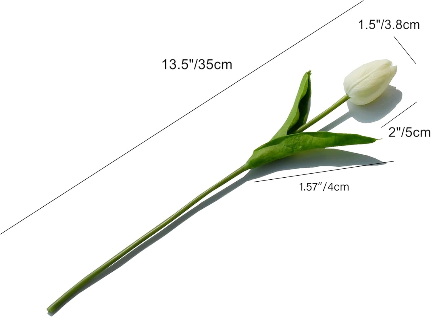 White tulip flower with measurements on a white background