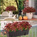 Collage of potted plants with red flowers in various settings.