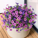 Potted plant with purple and pink flowers on a wooden surface