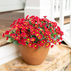 Potted plant with red flowers on a wooden surface
