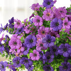 Bouquet of purple and pink flowers with green leaves on a blurred background
