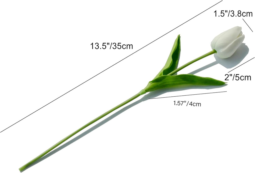 White tulip with measurements on a white background