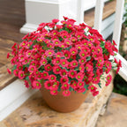Potted plant with red flowers on a wooden surface