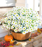 Potted plant with white flowers on a windowsill with autumn decorations.