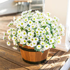Potted plant with white flowers on a wooden surface