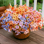 Potted multicolored flowers on a wooden deck