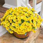 Potted yellow flowers on a stone surface with a white chair in the background