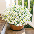 Potted plant with white flowers on a wooden surface