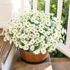 Potted plant with white flowers on a wooden surface