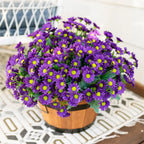Potted plant with purple flowers and yellow centers on a white surface