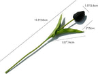 Black tulip flower with measurements on a white background