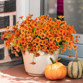 Potted plant with orange flowers on a porch with pumpkins