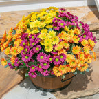 Colorful potted flowers in a wooden basket on a stone surface