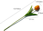 Orange tulip flower with measurements on a white background