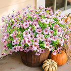 Potted plant with pink and white flowers on a patio with pumpkins