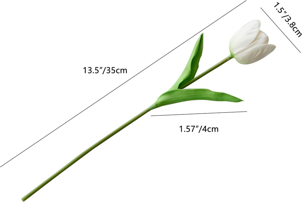 White tulip flower with measurements on a white background