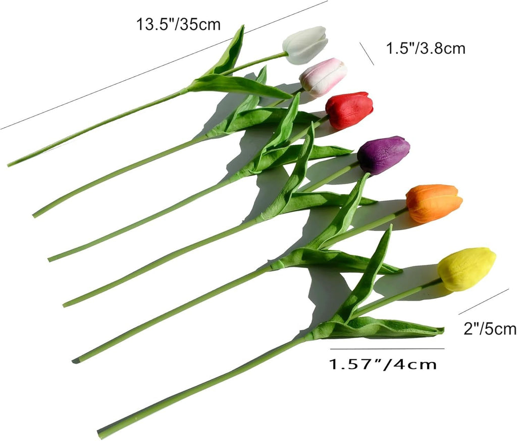 Colorful tulips with measurements on a white background