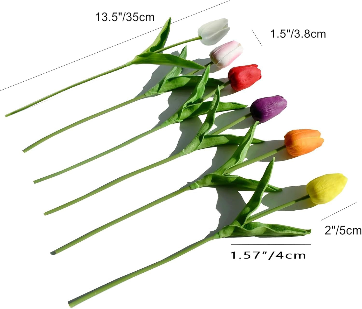 Colorful tulips with measurements on a white background
