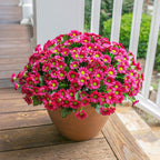 Potted plant with bright pink flowers on a wooden deck