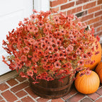 Potted plant with orange flowers and pumpkins on a brick surface