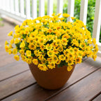Potted yellow flowers on a wooden deck