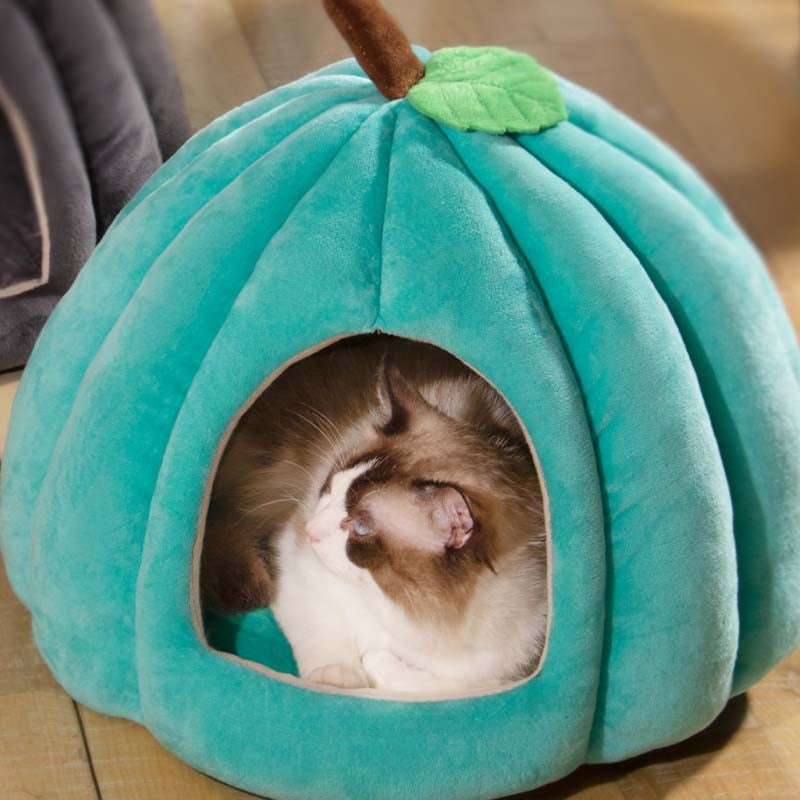 Cat peeking out from a teal pumpkin-shaped pet bed on a wooden floor.