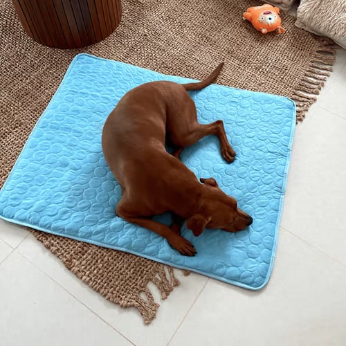 Dog lying on a blue quilted mat in a home setting