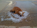 Dog lying on a pile of ice on a wooden floor