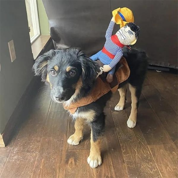 Dog wearing a coat with a toy on a wooden floor