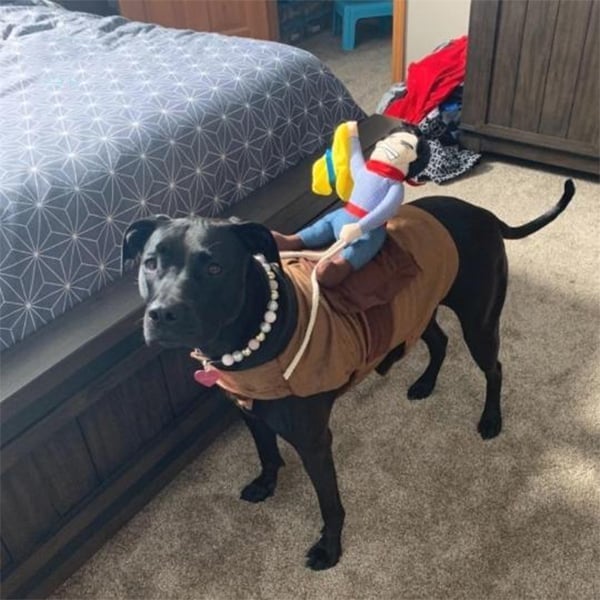 Dog wearing a costume with a toy cowboy on its back in a bedroom s 