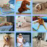 Grid of images featuring dogs on various surfaces and a woman with a dog.