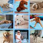Grid of images featuring dogs on various surfaces and a woman with a dog.