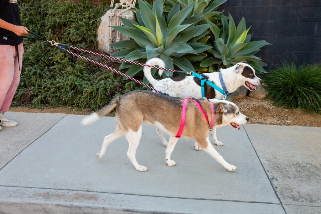 Two dogs on leashes being walked on a sidewalk with plants in the background
