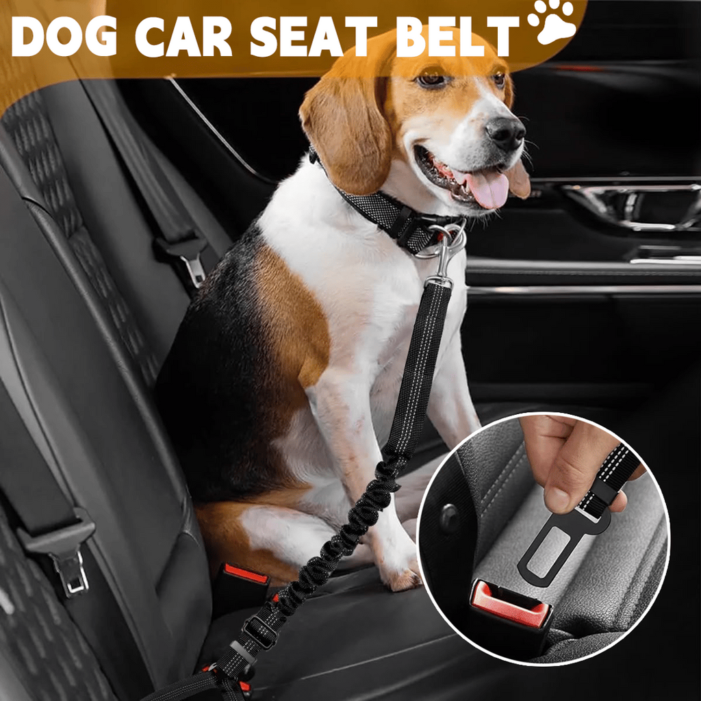 A safety leash allows dogs to move around in a safe area.